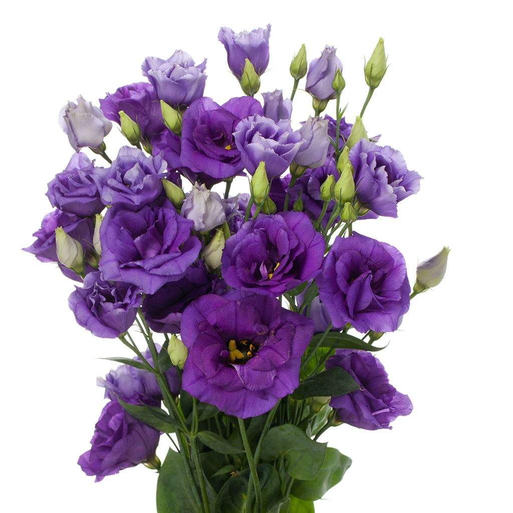 Lisianthus F1 Cessna Blue III (pillierte samen) - Prärie-Enziane