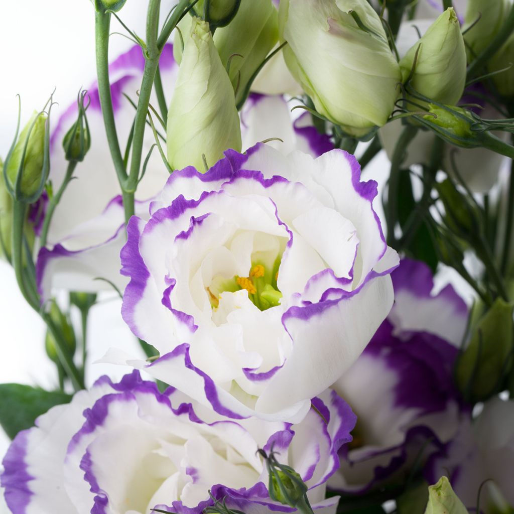 Lisianthus F1 Cessna Blue Picotee III (pillierte samen) - Prärie-Enziane