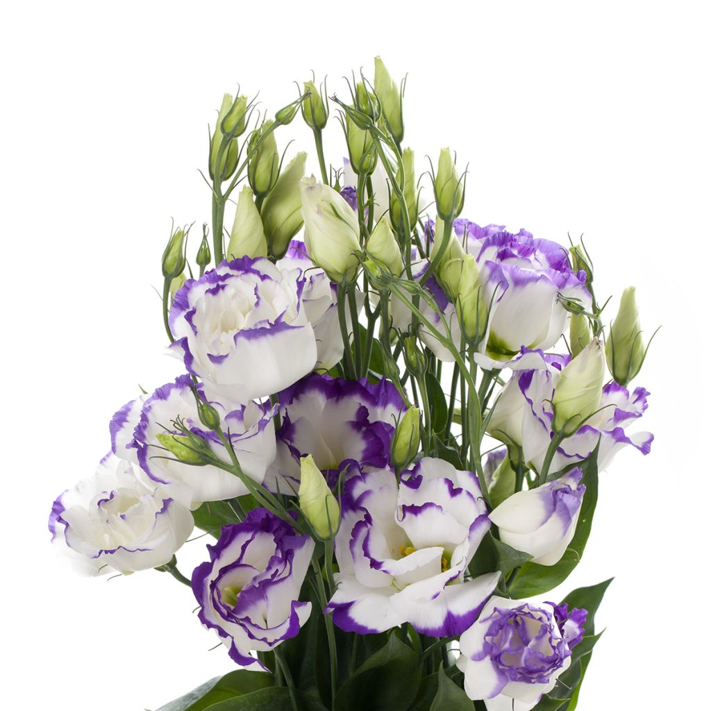 Lisianthus F1 Cessna Blue Picotee III (pillierte samen) - Prärie-Enziane