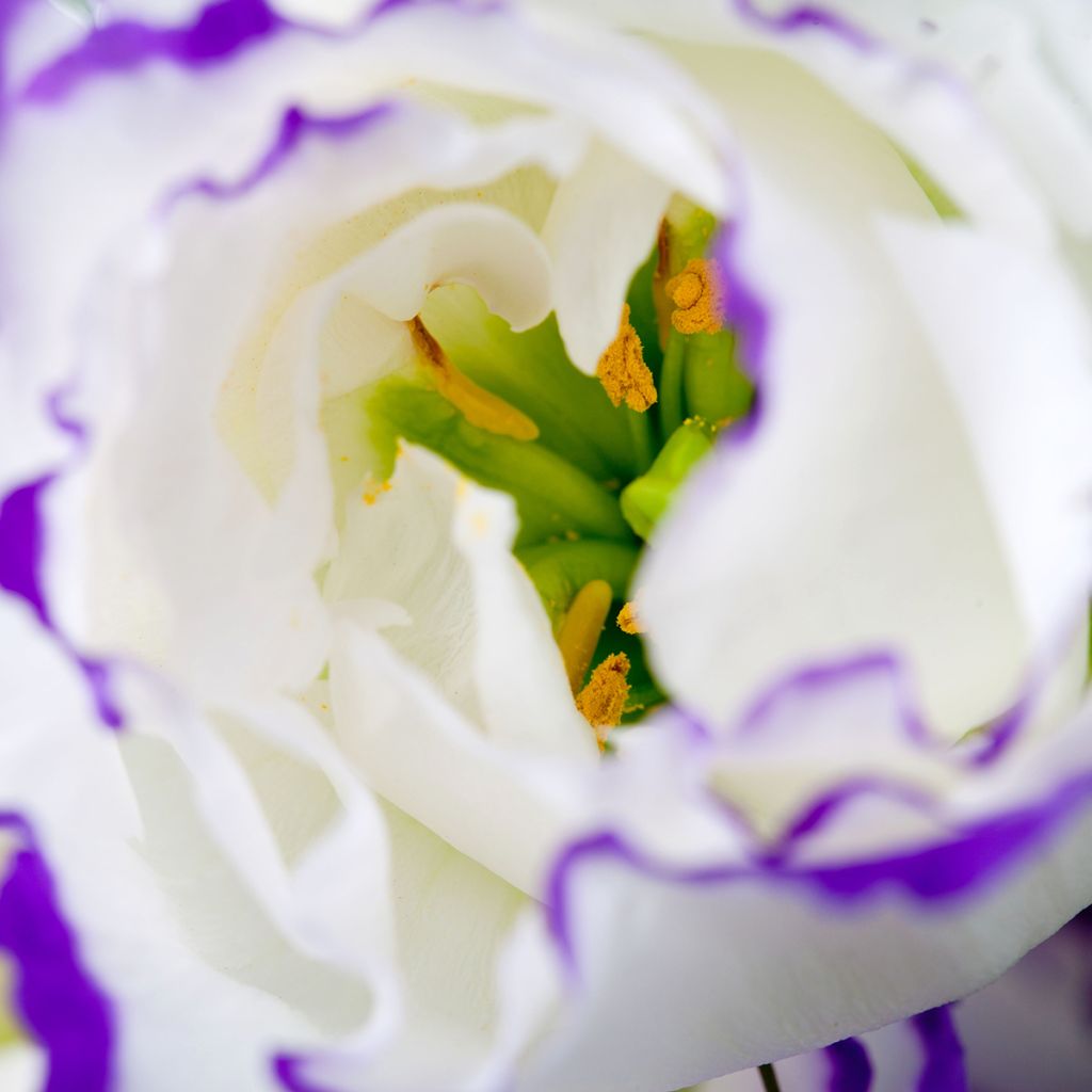Lisianthus F1 Cessna Blue Picotee III (pillierte samen) - Prärie-Enziane
