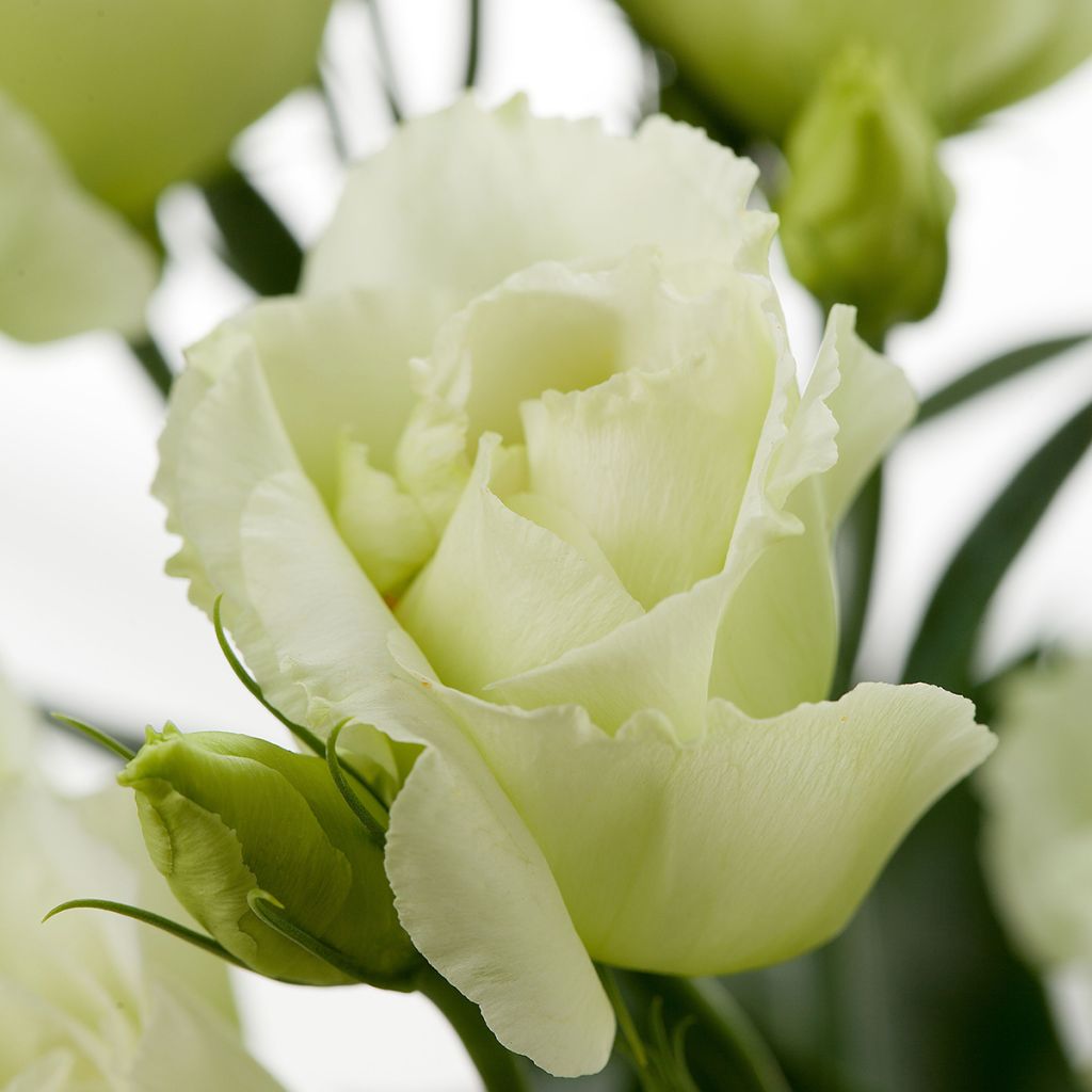 Lisianthus F1 Cessna Green III (pillierte samen) - Prärie-Enziane