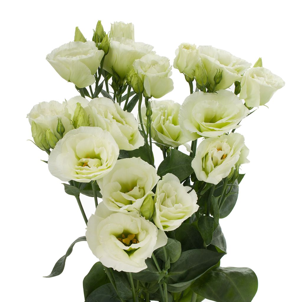 Lisianthus F1 Cessna Green III (pillierte samen) - Prärie-Enziane