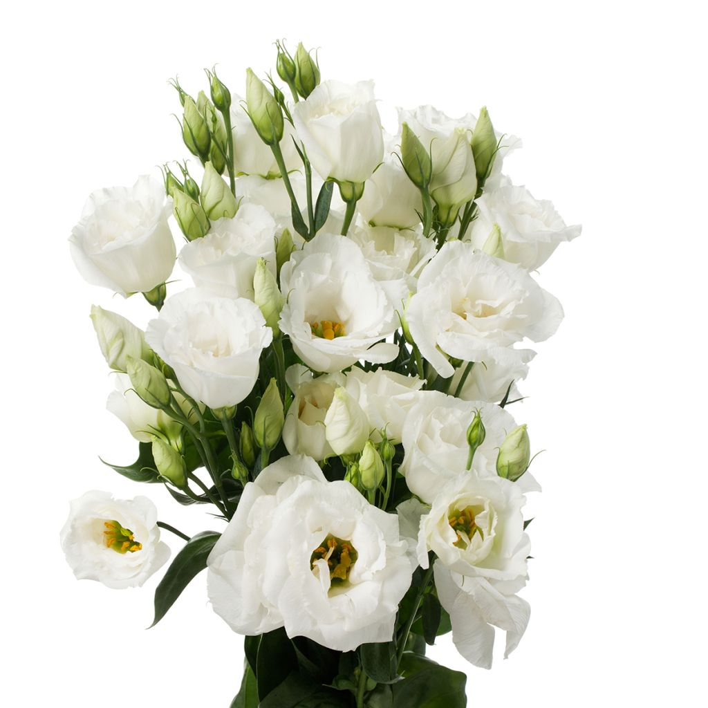 Lisianthus F1 Cessna Pure White III (pillierte samen) - Prärie-Enziane