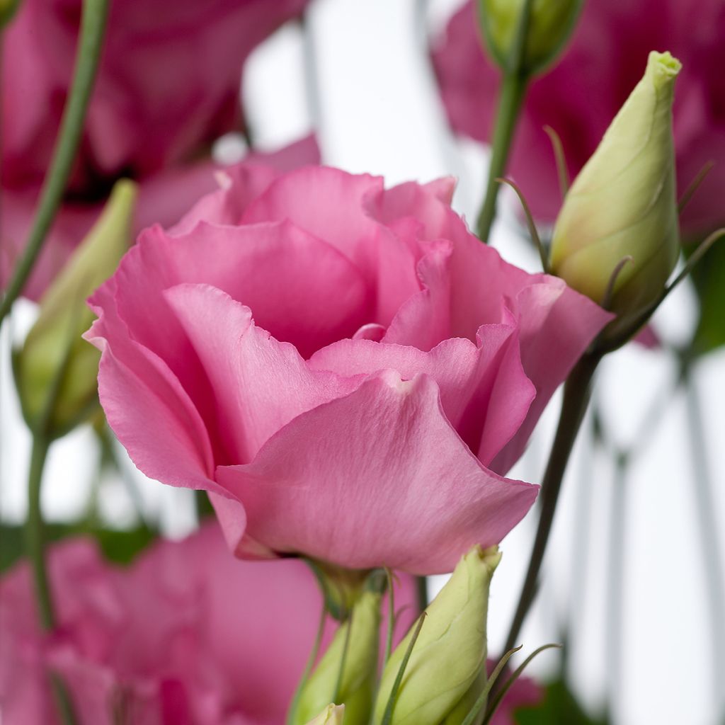 Lisianthus F1 Cessna Rose III (pillierte samen) - Prärie-Enziane