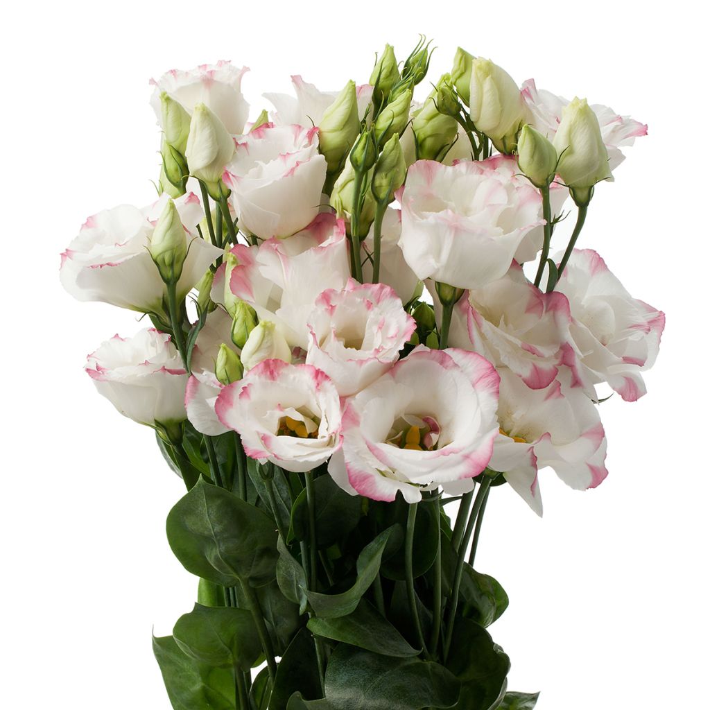 Lisianthus F1 Cessna Rose Picotee III (pillierte samen) - Prärie-Enziane
