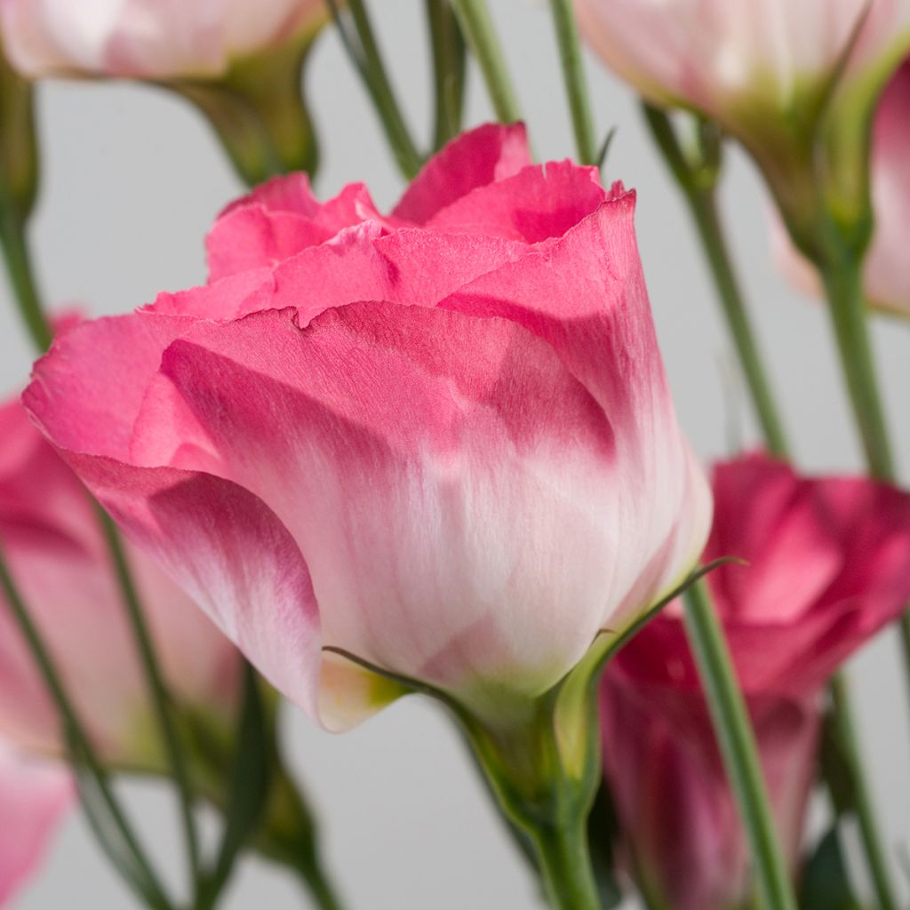 Lisianthus F1 Cessna Vogue IV (pillierte samen) - Prärie-Enziane