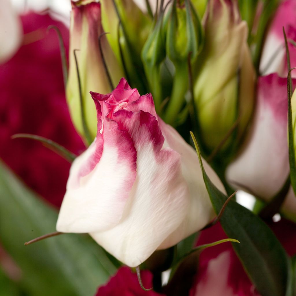 Lisianthus F1 Cessna Vogue IV (pillierte samen) - Prärie-Enziane