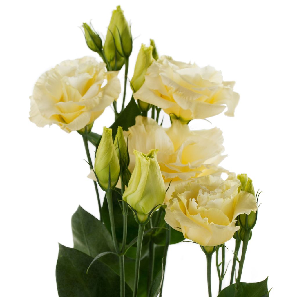 Lisianthus F1 Cessna Yellow III (pillierte samen) - Prärie-Enziane