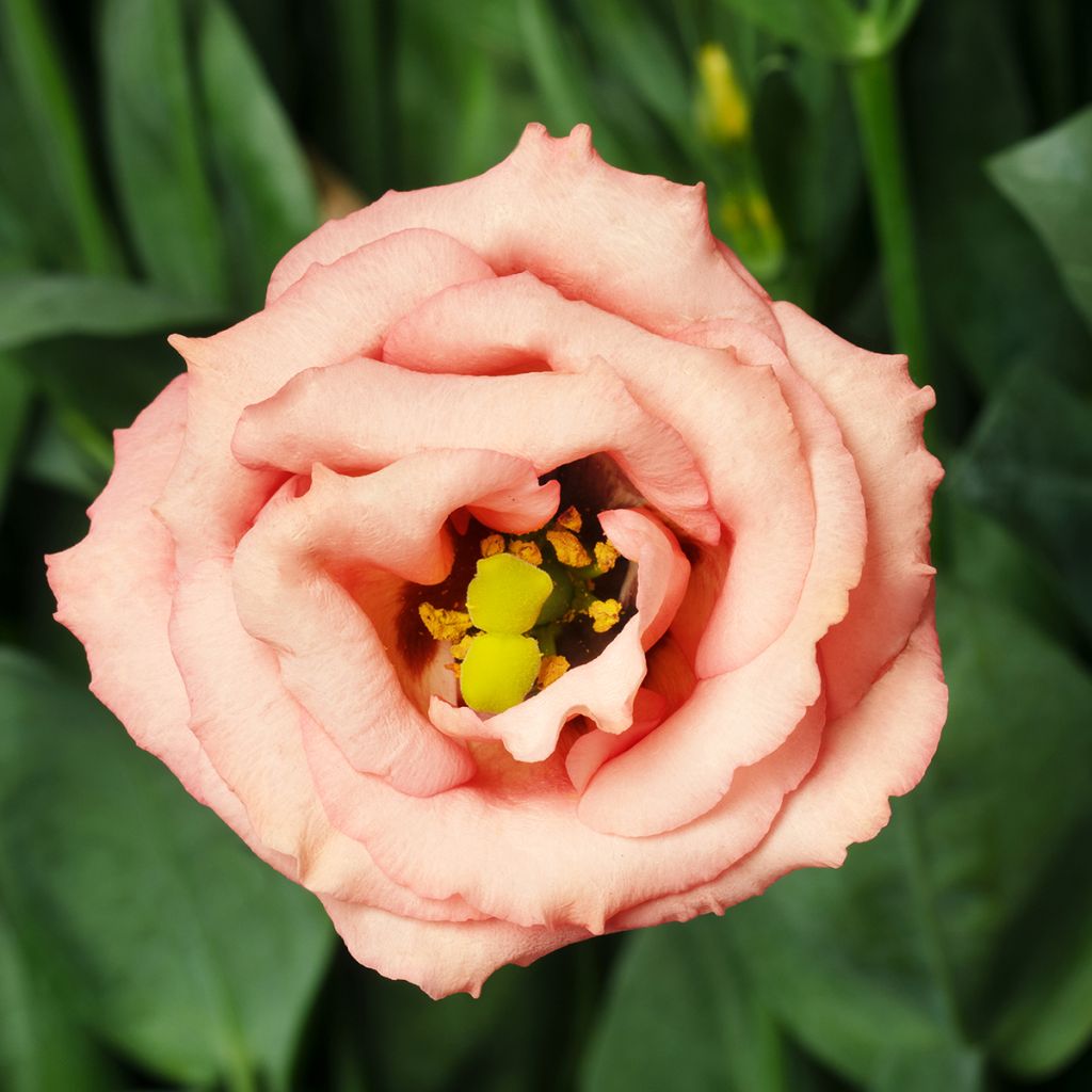 Lisianthus F1 LisAdora Apricot III (pillierte samen) - Prärie-Enziane