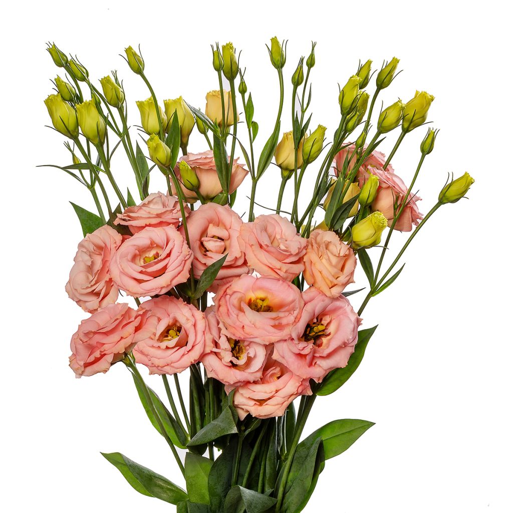 Lisianthus F1 LisAdora Apricot III (pillierte samen) - Prärie-Enziane