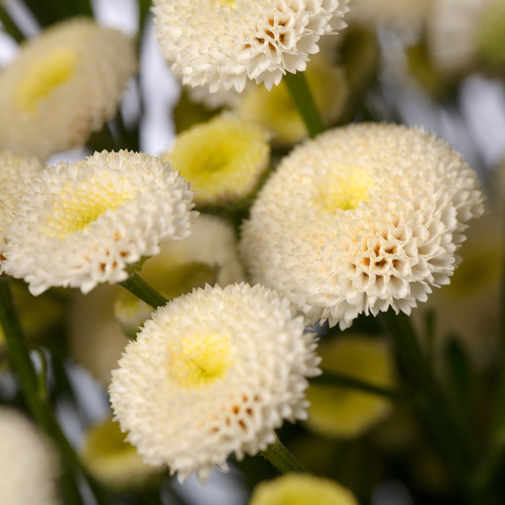 Mutterkraut Baya (Pillierte Samen) - Tanacetum parthenium