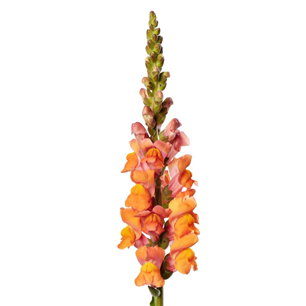 Löwenmäulchen F1 Avignon Deep Orange II - Antirrhinum majus