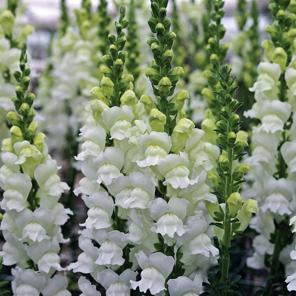 Löwenmäulchen Opus III/IV Fresh White (Samen) - Antirrhinum