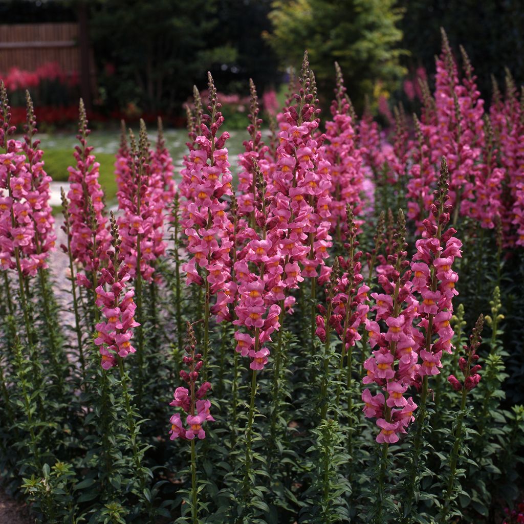 Löwenmäulchen Rocket Rose Shades (Samen) - Antirrhinum