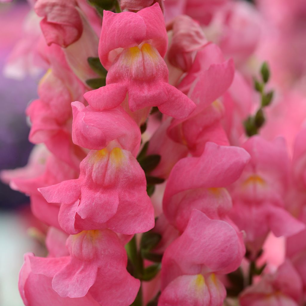 Löwenmäulchen Rocket Rose Shades (Samen) - Antirrhinum