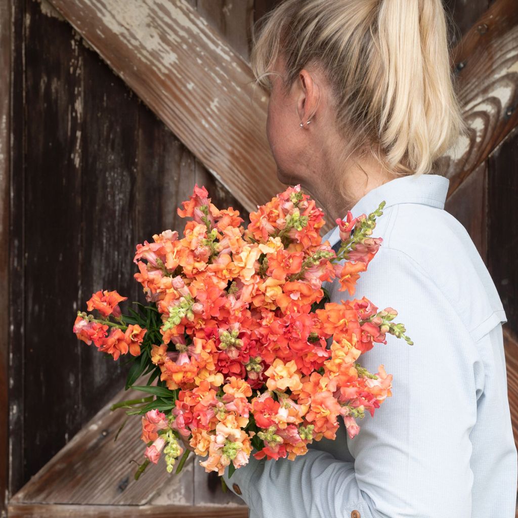 Löwenmäulchen Madame Butterfly Bronze (Samen) - Antirrhinum