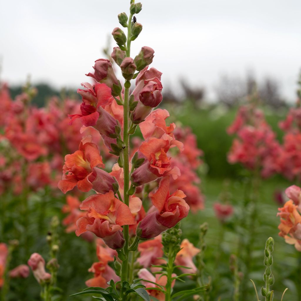 Löwenmäulchen Madame Butterfly Bronze (Samen) - Antirrhinum