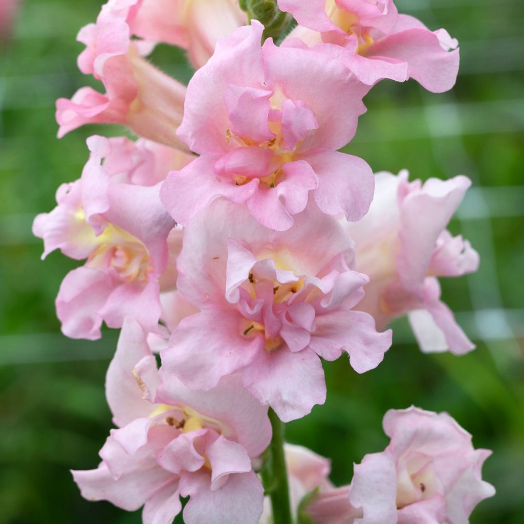 Graines de Muflier double Madame Butterfly F1 Pink