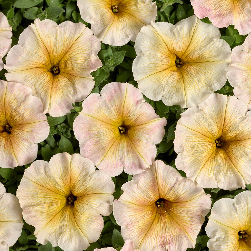 Graines de Pétunia Ingrid F1 (enrobées)