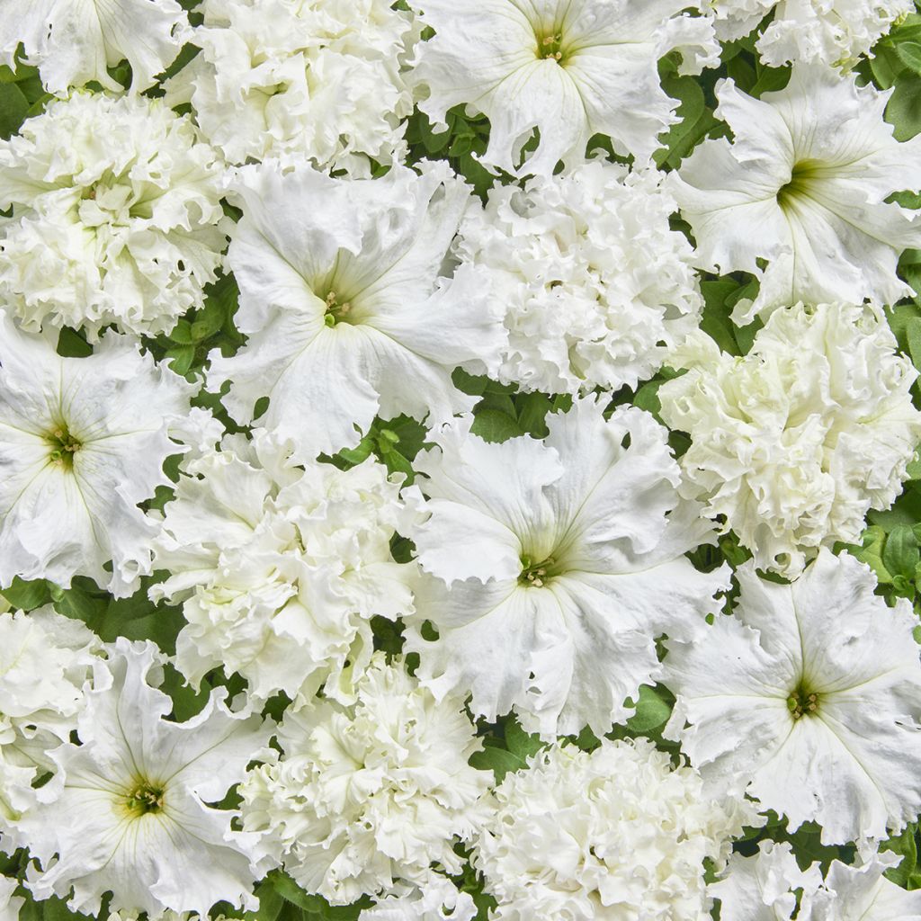 Petunia fimbriata White Double (Pillierte Samen)