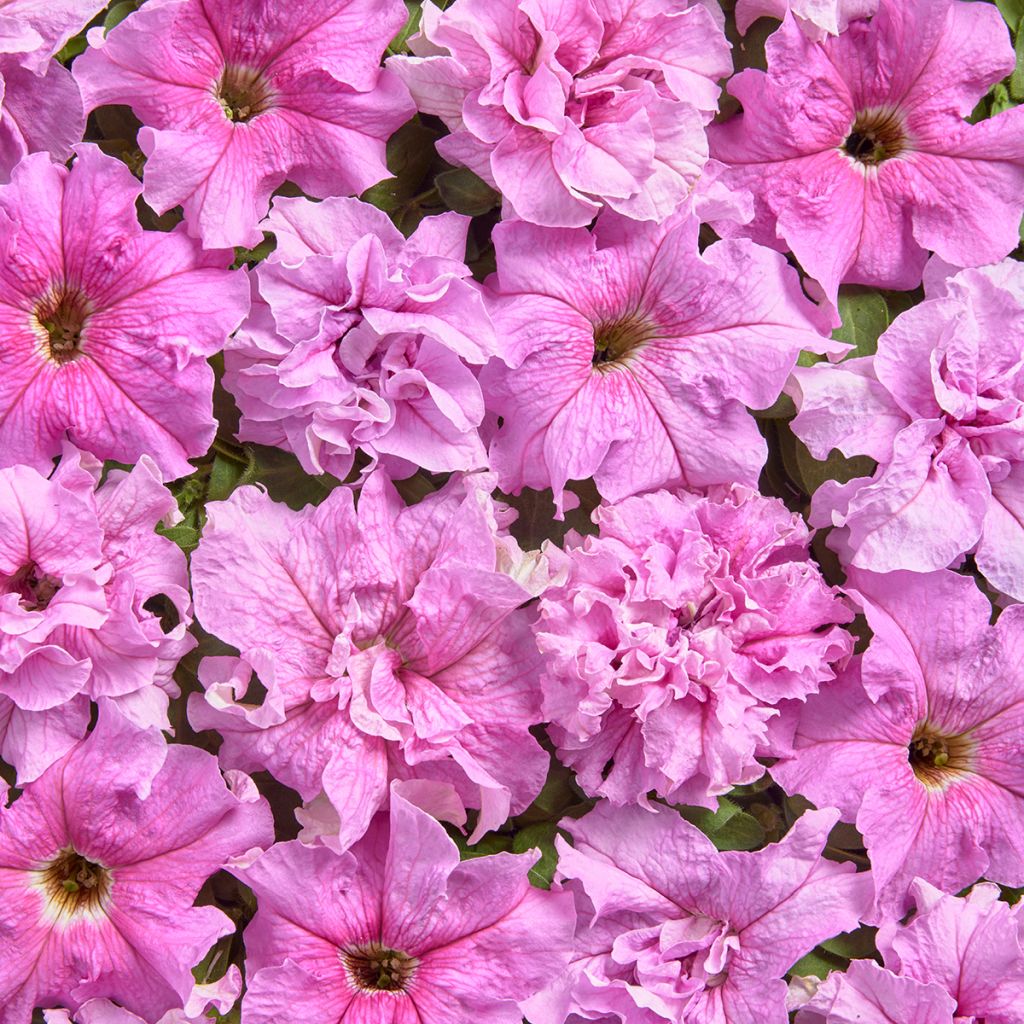 Petunia grandiflora Peace (Pillierte Samen)