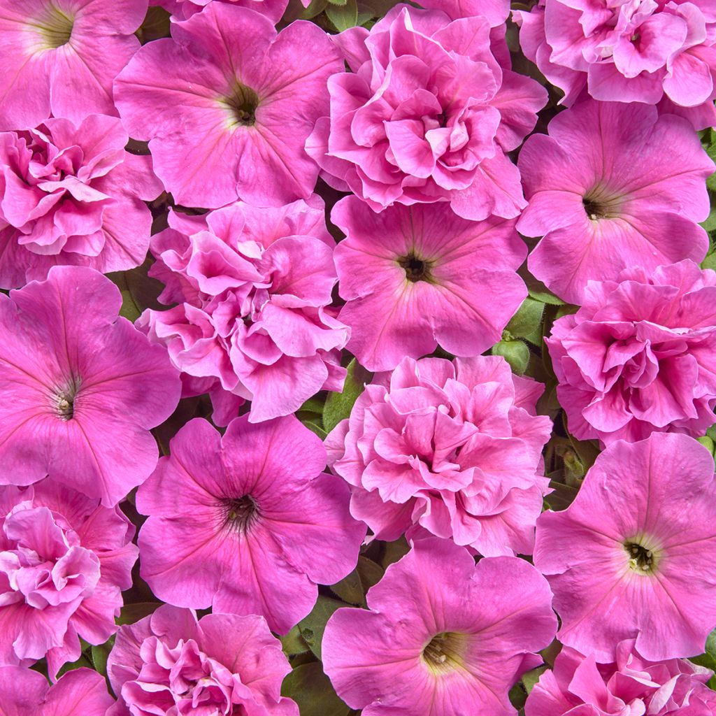 Petunia multiflora Rosa Bonheur (Pillierte Samen)