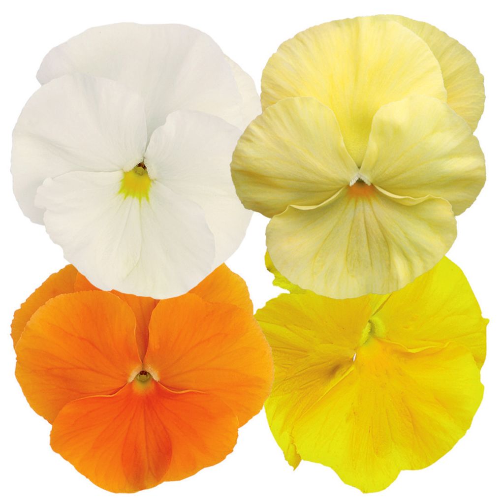 Stiefmütterchen Inspire Plus Sunny Day Mix (Samen)