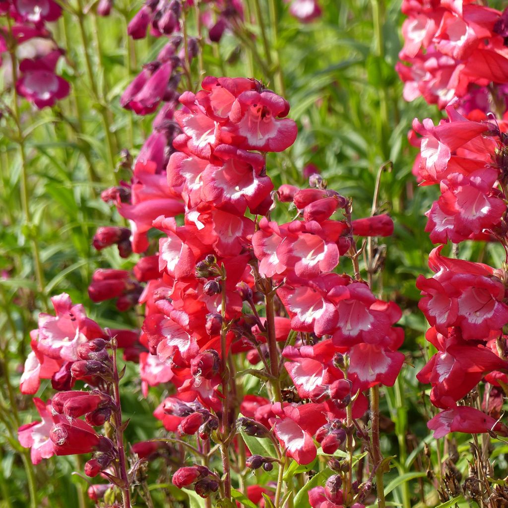 Penstemon Le Phare (Scarlet Queen) (Samen) - Bartfaden