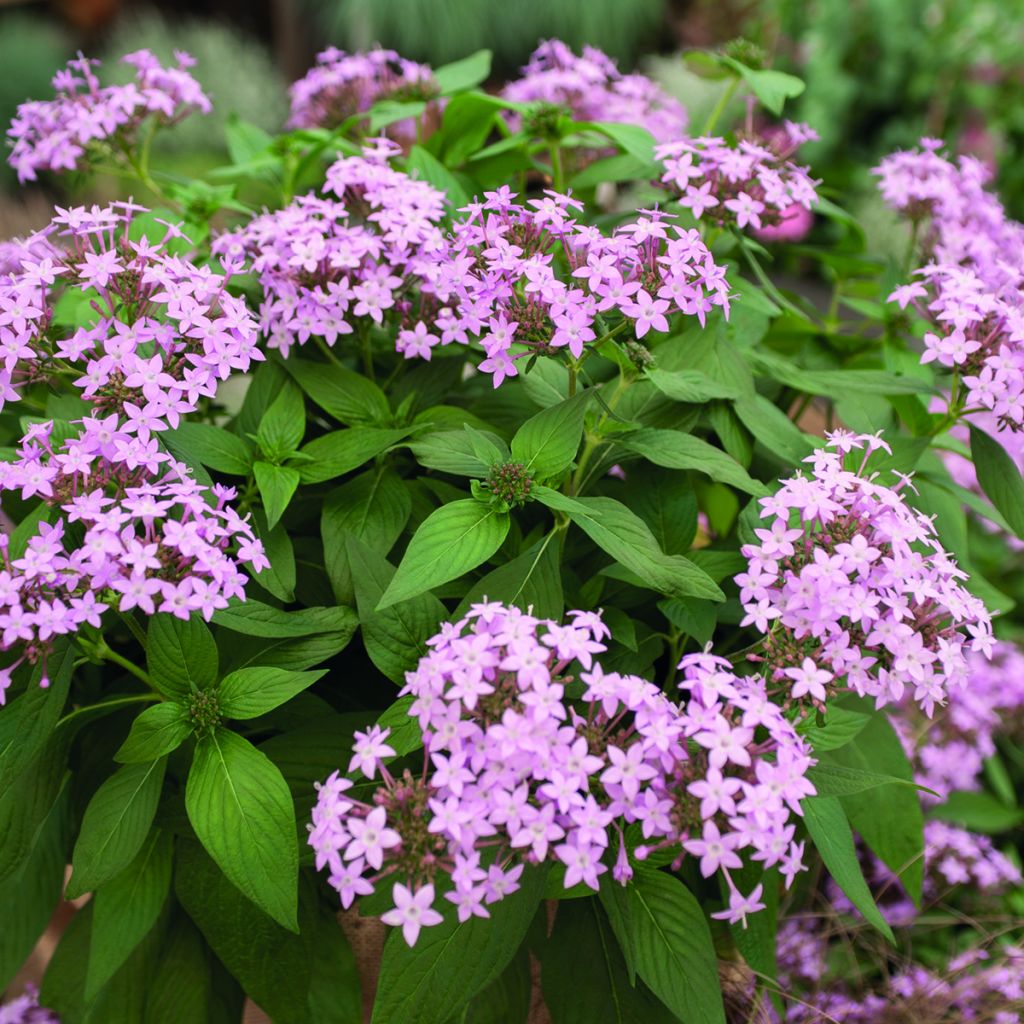 Pentas Northern Lights Lavender (Samen) - Fünfzahlstrauch