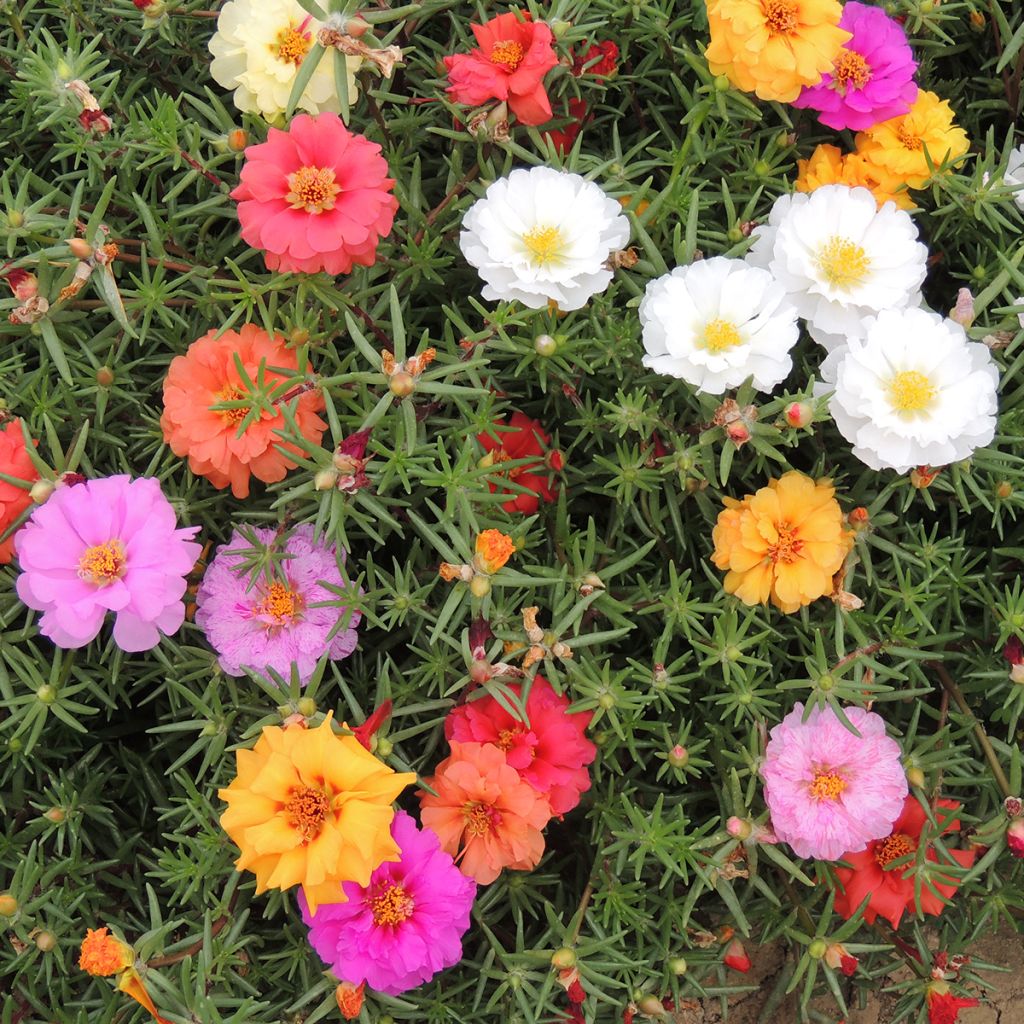 Portulakröschen extra double Mix (Samen) - Portulaca grandiflora