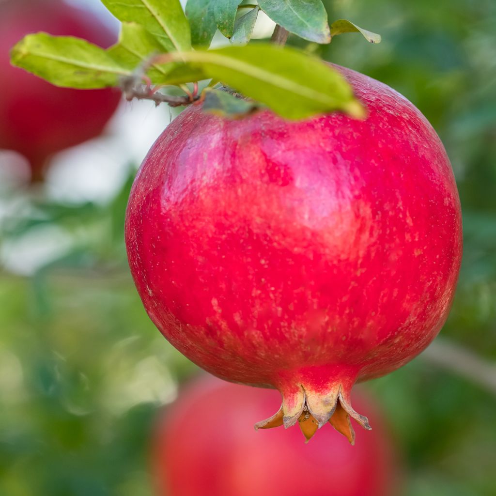 Granatapfelbaum (Samen) - Punica granatum