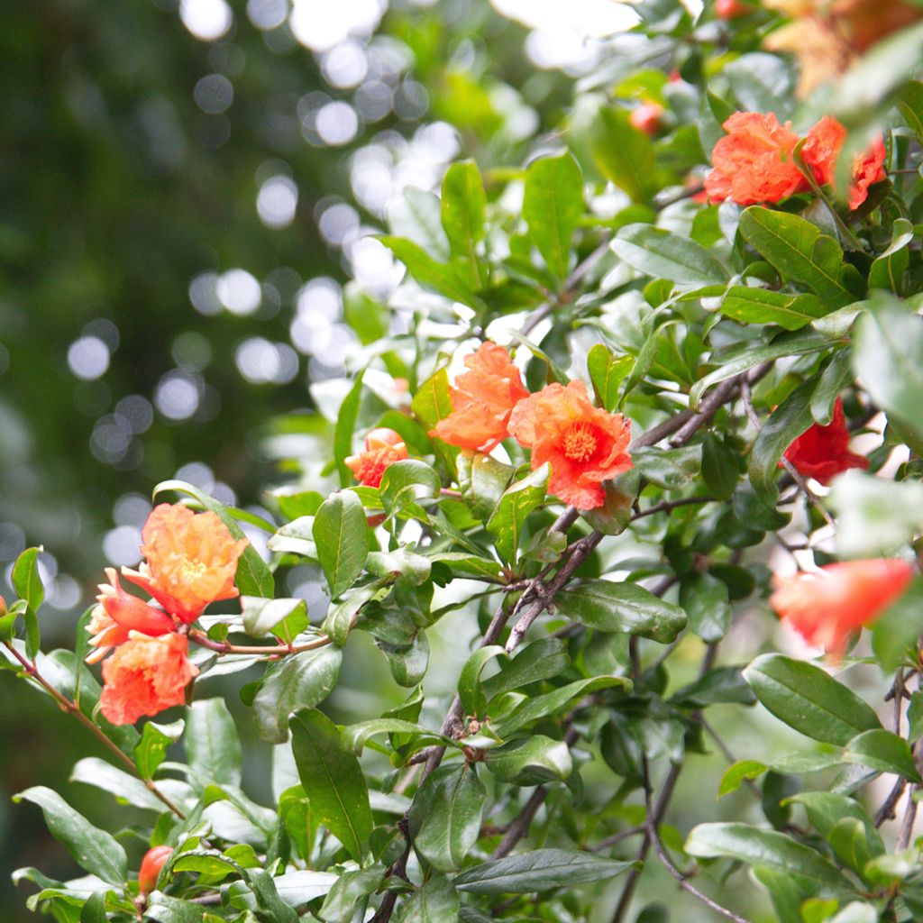 Granatapfelbaum (Samen) - Punica granatum