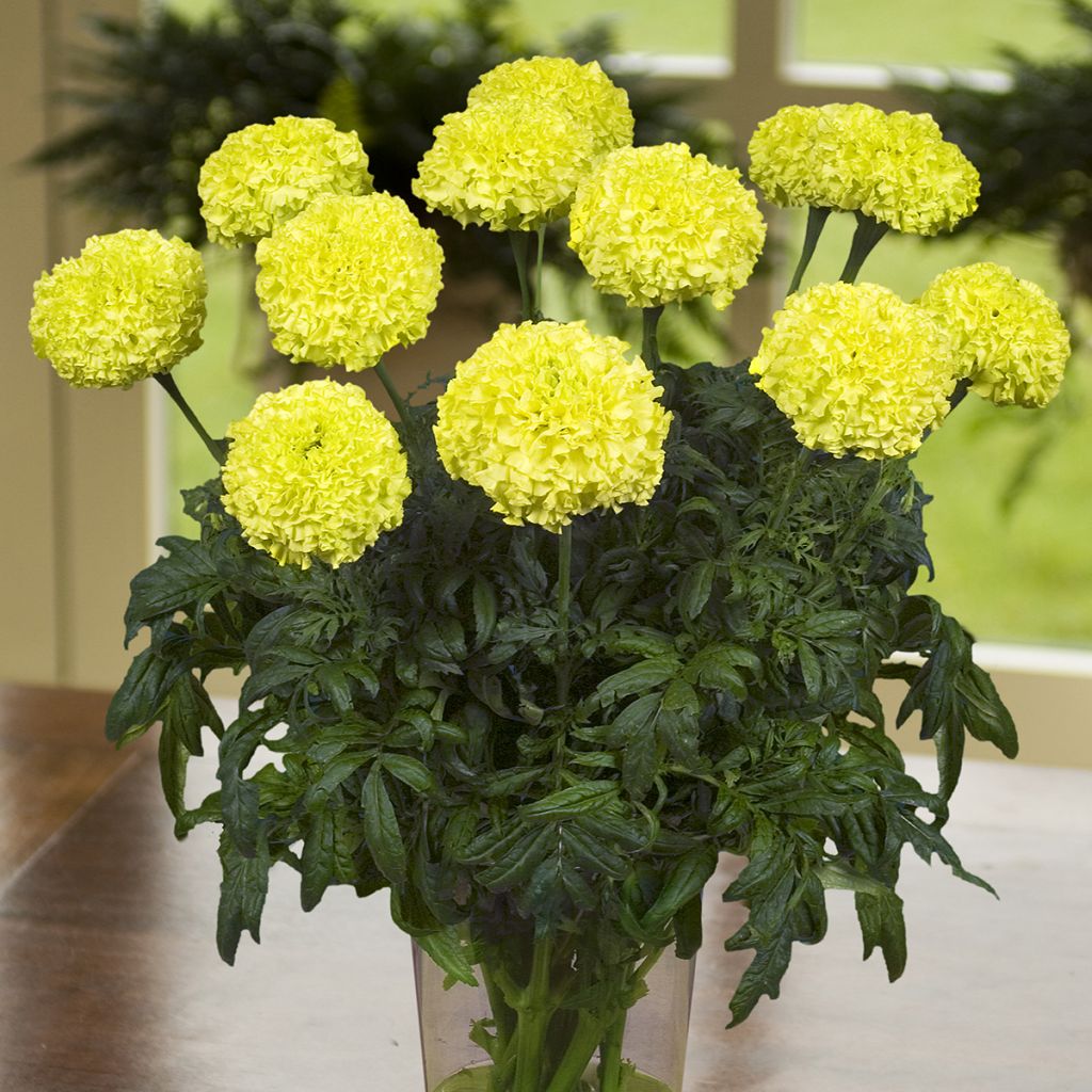 Aufrechte Studentenblume Nosento Limegreen F1 (Samen) - Tagetes
