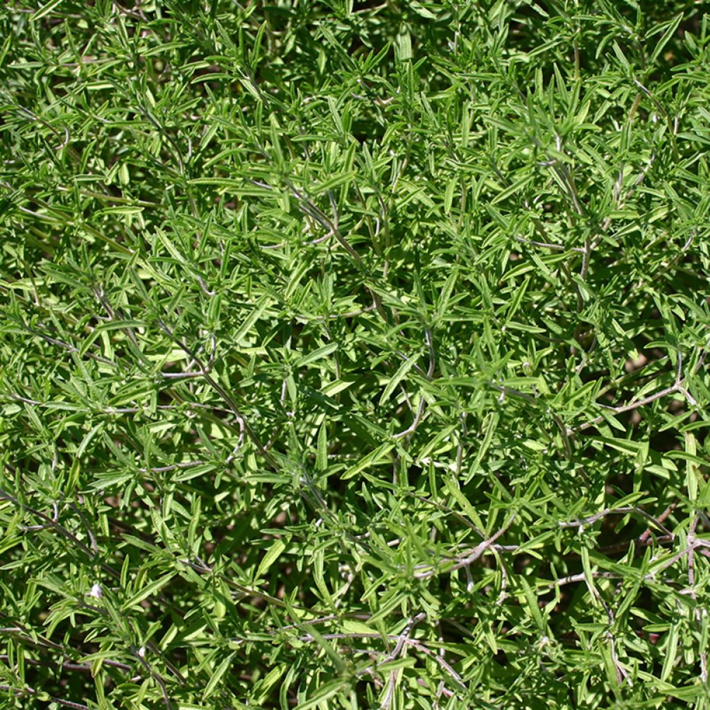 Bohnenkraut BIO - Satureja hortensis