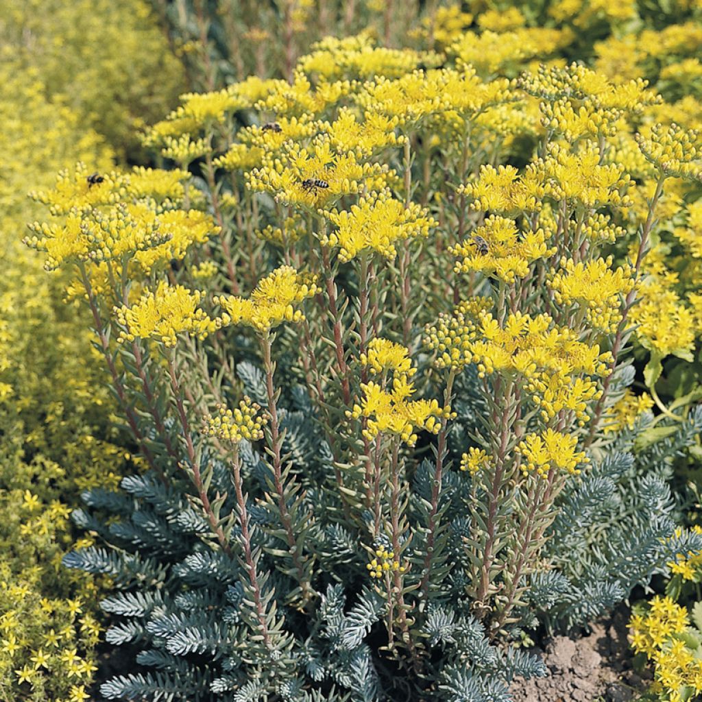 Graines de Sedum rupestre