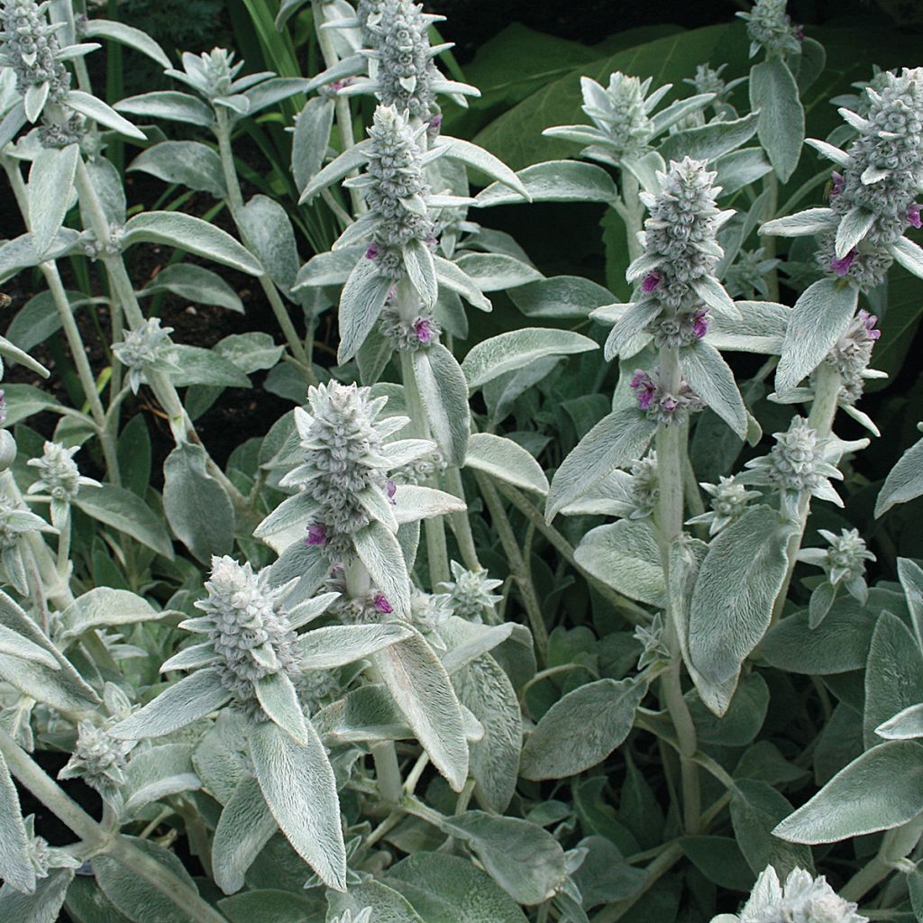 Woll-Ziest (Samen) - Stachys byzantina