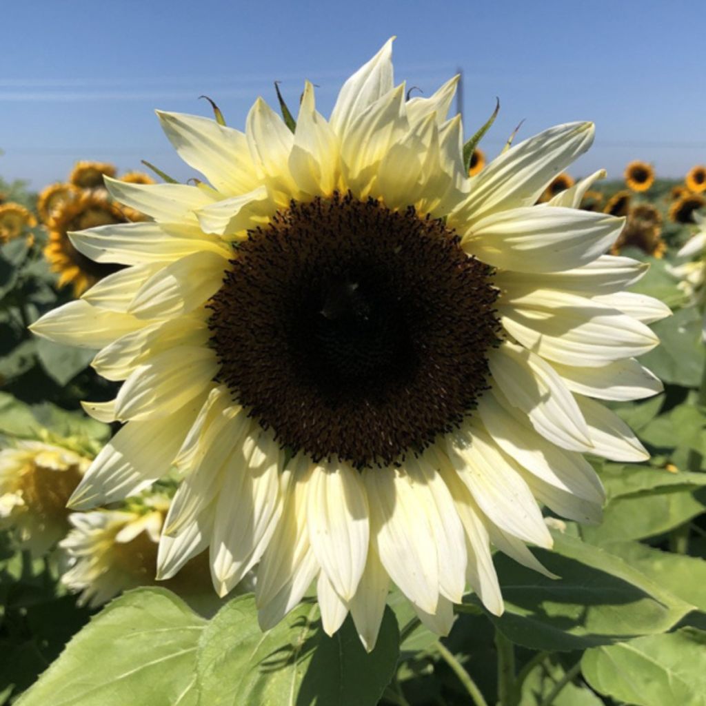 Sonnenblume Pro-Cut F1 White Nite (Samen) - Helianthus annuus