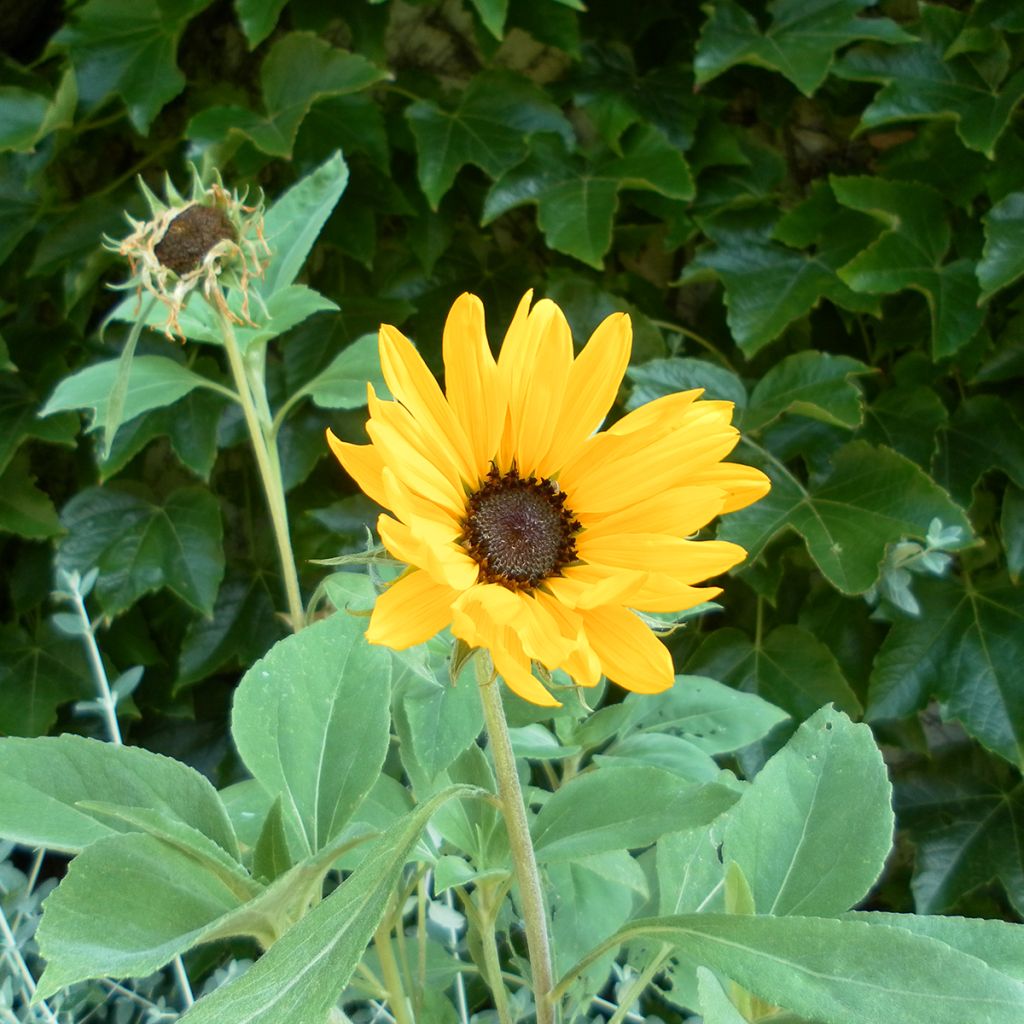 Sonnenblume Gold and Silver (Samen)- Helianthus argophyllus