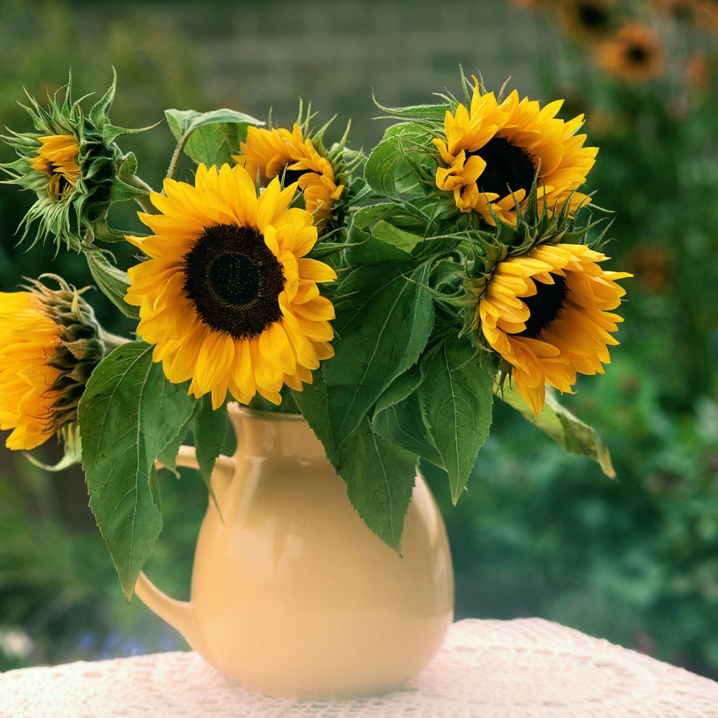 Sonnenblume Holiday (Samen) - Helianthus annuus