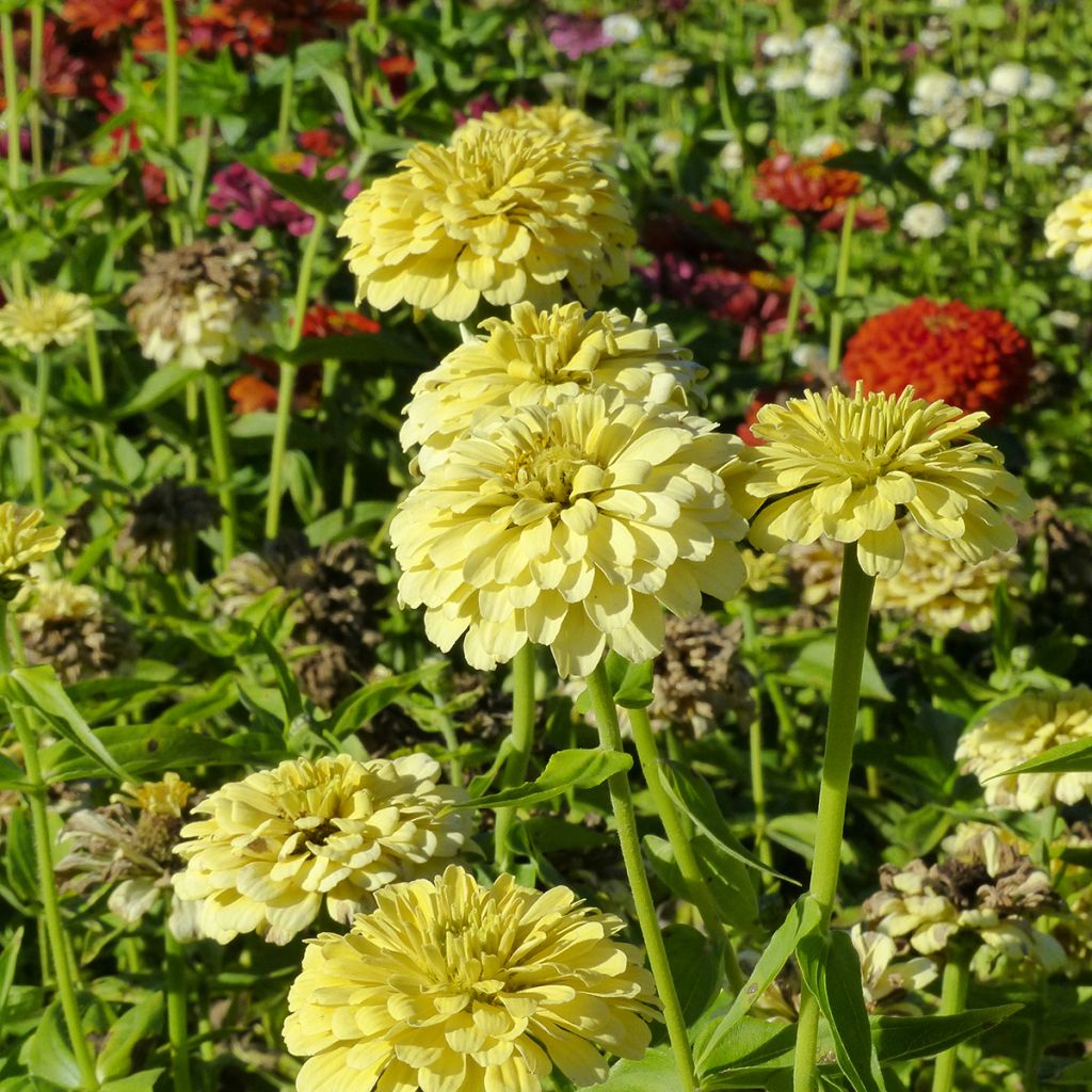 Garten-Zinnie Isabellina (Samen)