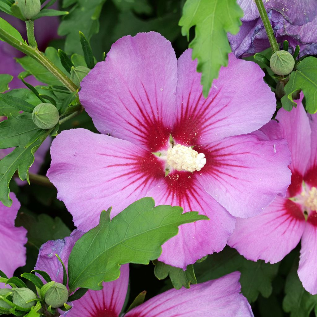 Garten-Hibiscus  (Samen) - Hibiscus syriacus