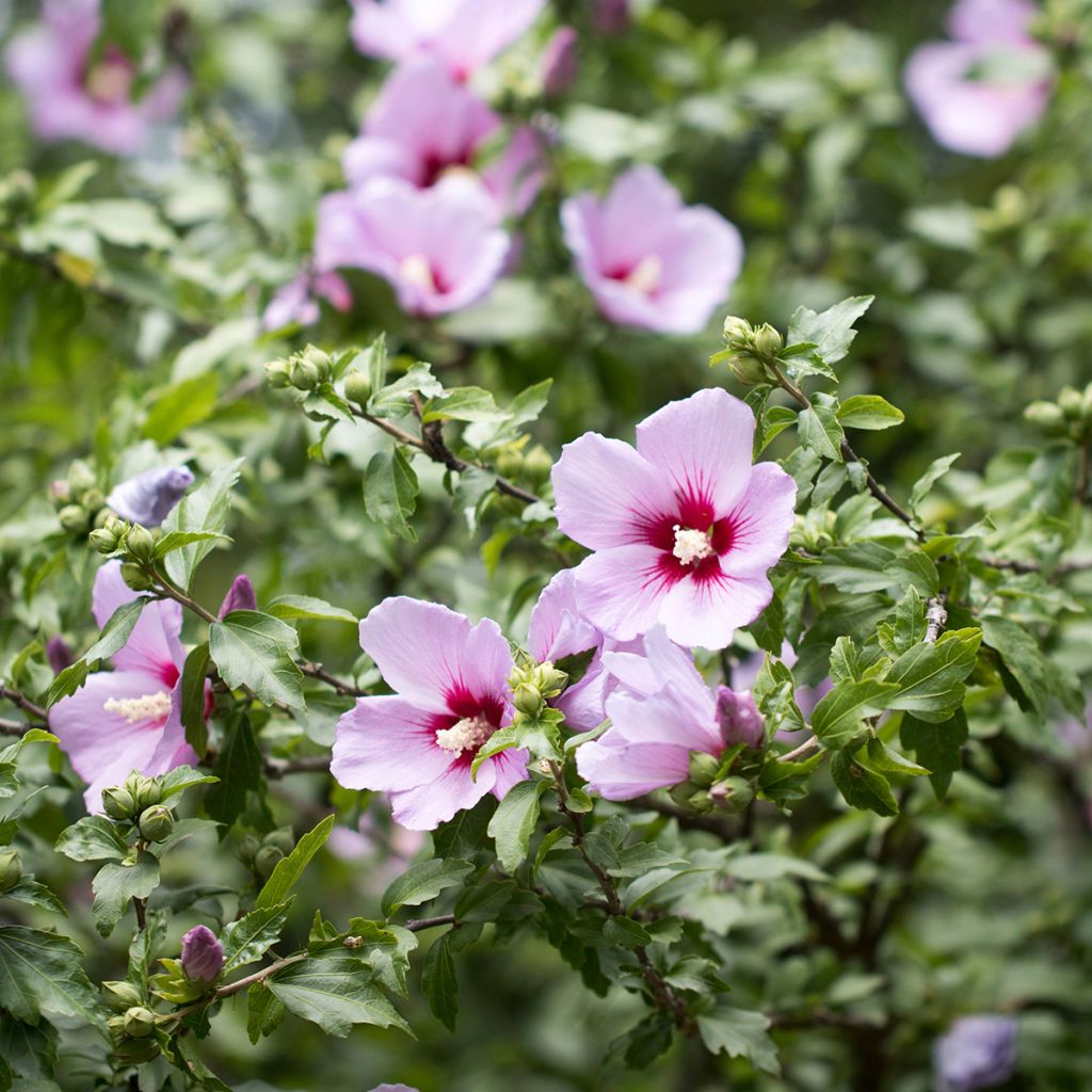 Garten-Hibiscus  (Samen) - Hibiscus syriacus
