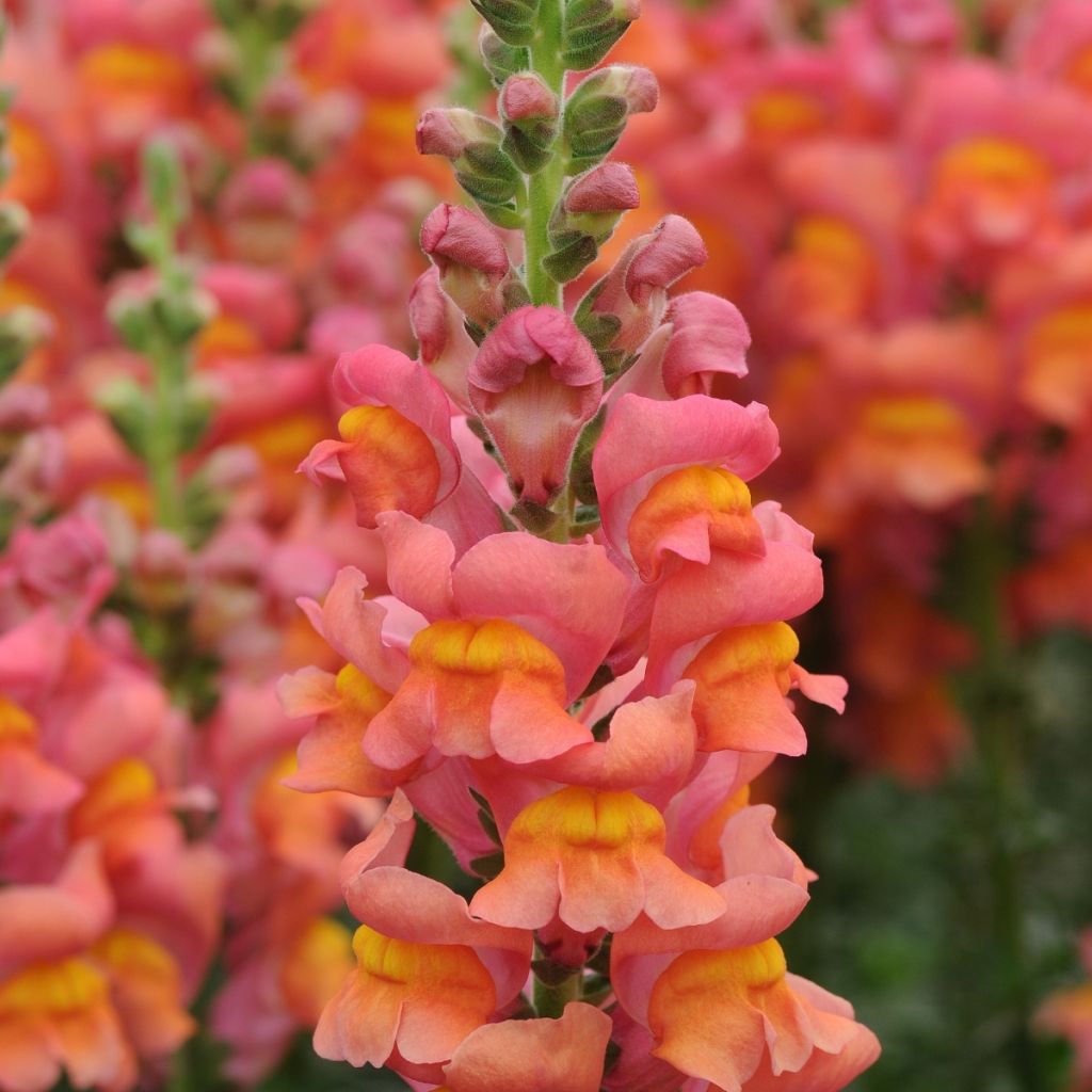 Löwenmäulchen Potomac Orange F1 (Samen) - Antirrhinum majus