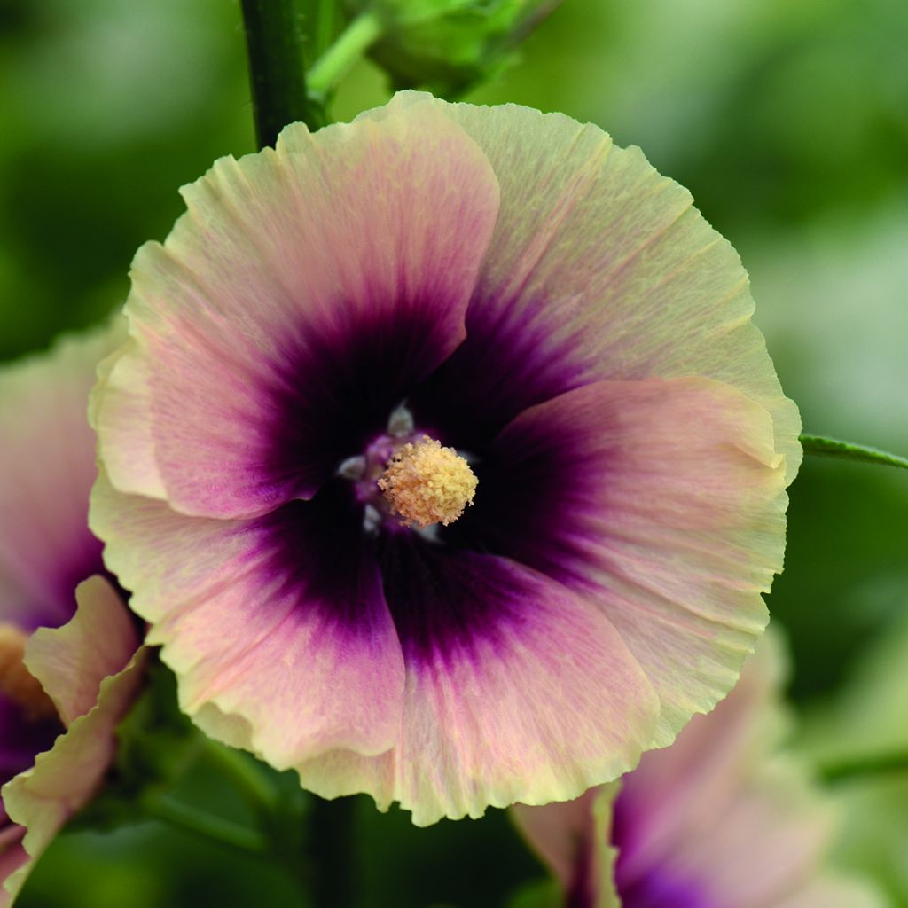 Gewöhnliche Stockrose Halo Apricot (Samen) - Alcea rosea