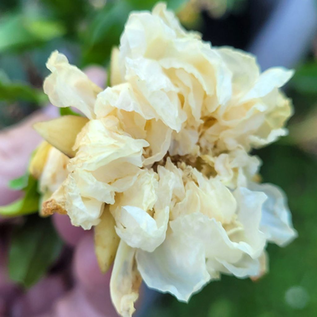 Granatapfelbaum Alba Plena - Punica granatum