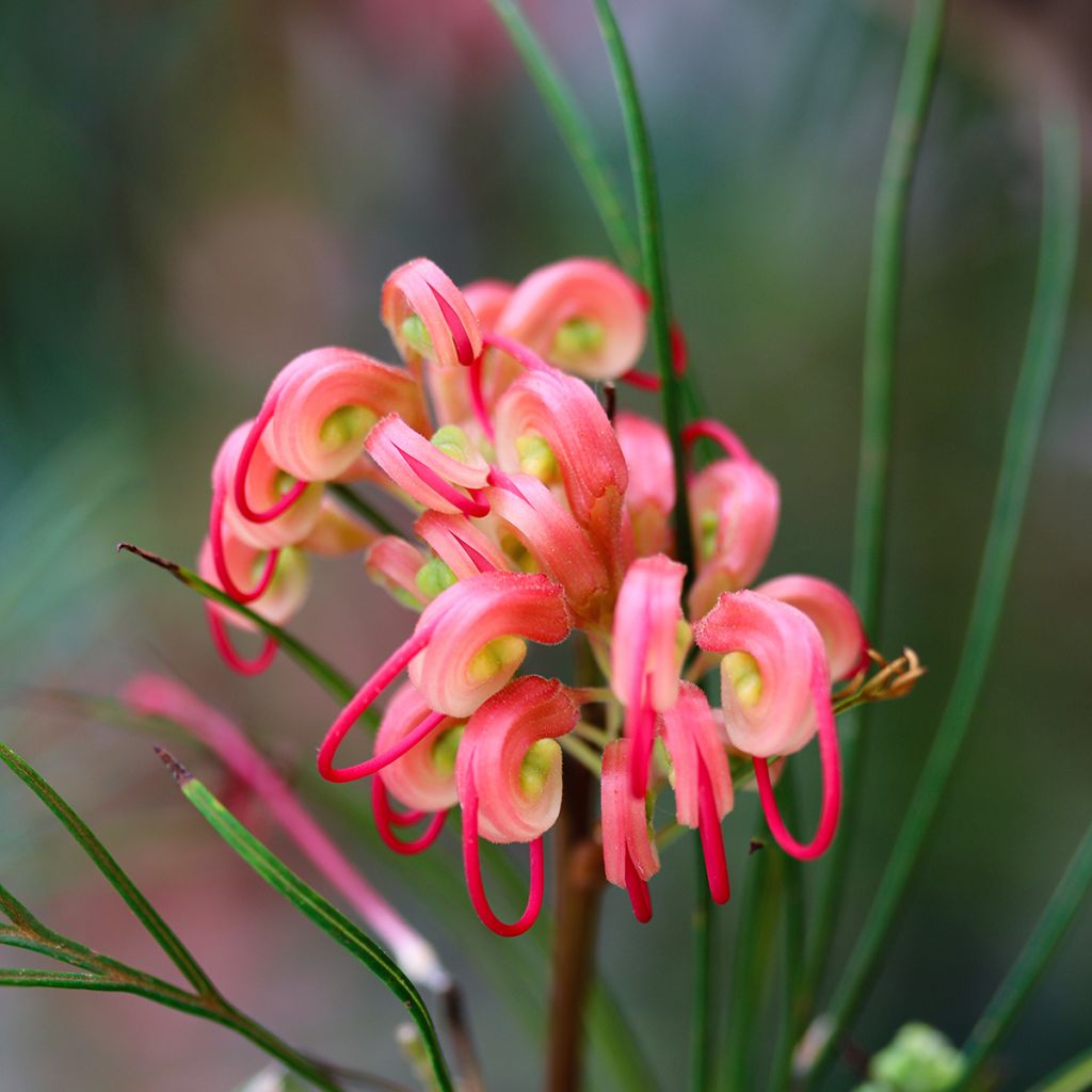 Grevillea johnsonii - Silbereiche