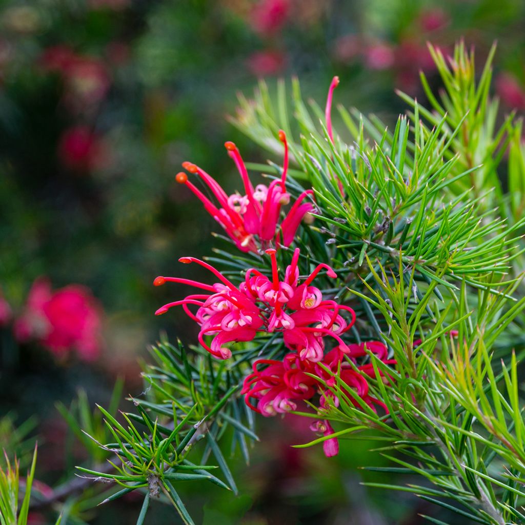 Grevillea Canberra Gem - Silbereiche