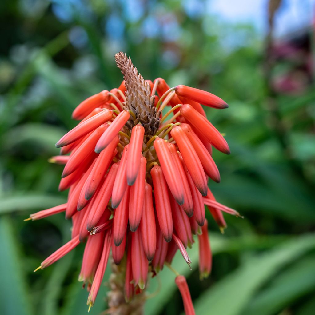 Grevillea victoriae - Silbereiche