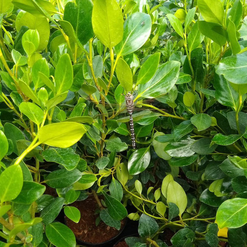 Griseline Green Horizon - Griselinia littoralis