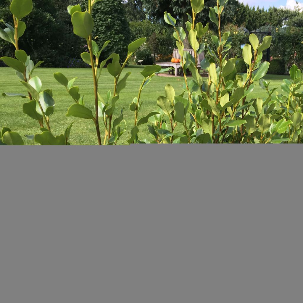 Griseline Redge - Griselinia littoralis